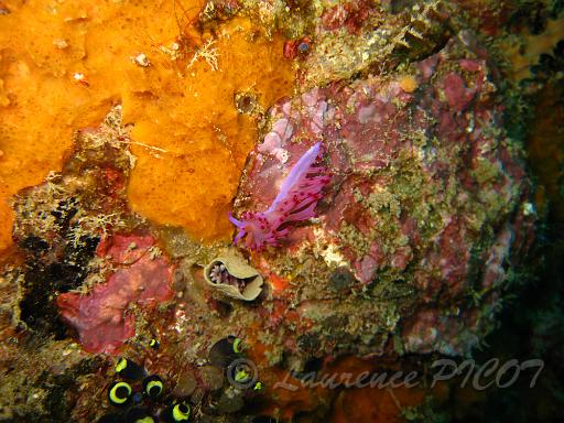 Flabellina rubrolineata 2.JPG - Philippines îles Calamian